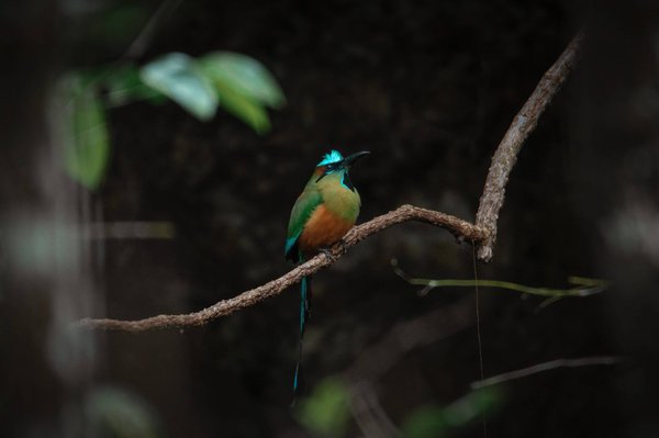 Le Chanvre : Une Plante à découvrir pour ses multiples applications