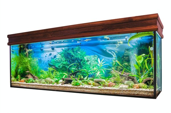 Pourquoi élever du poisson chat en aquarium ?