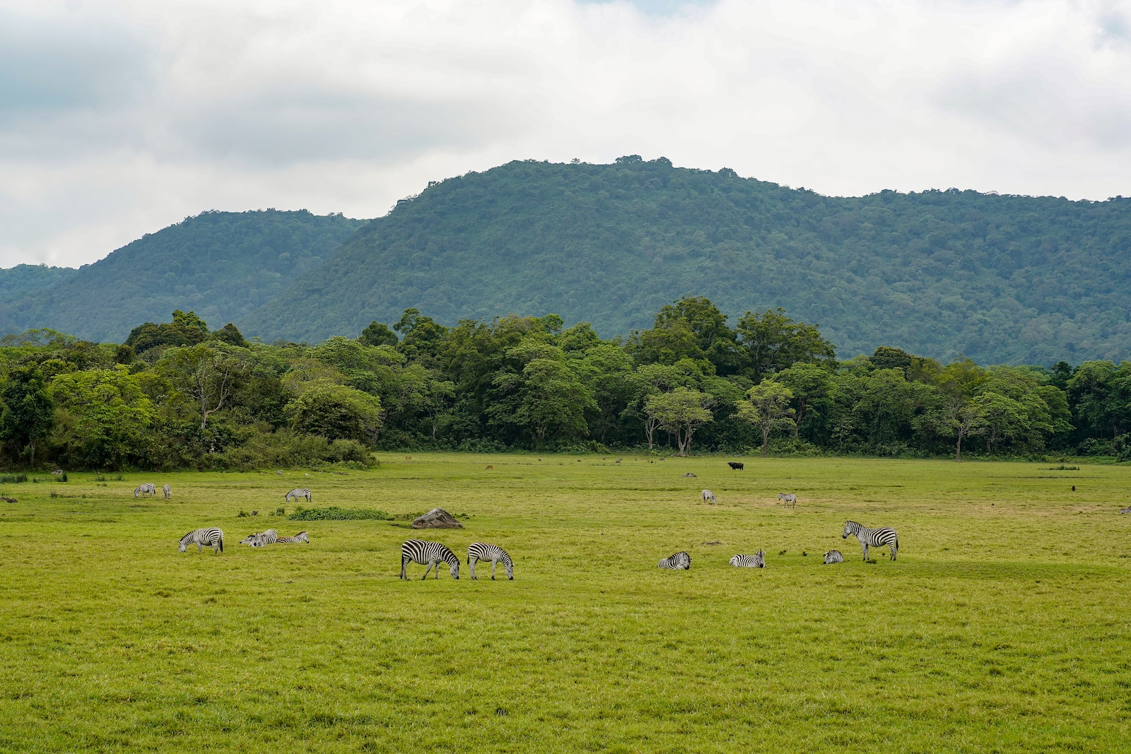 a herd of zebra standing on top of a lush green field